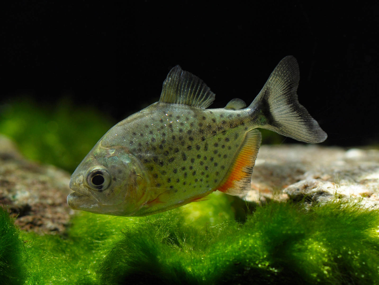 Piranha
