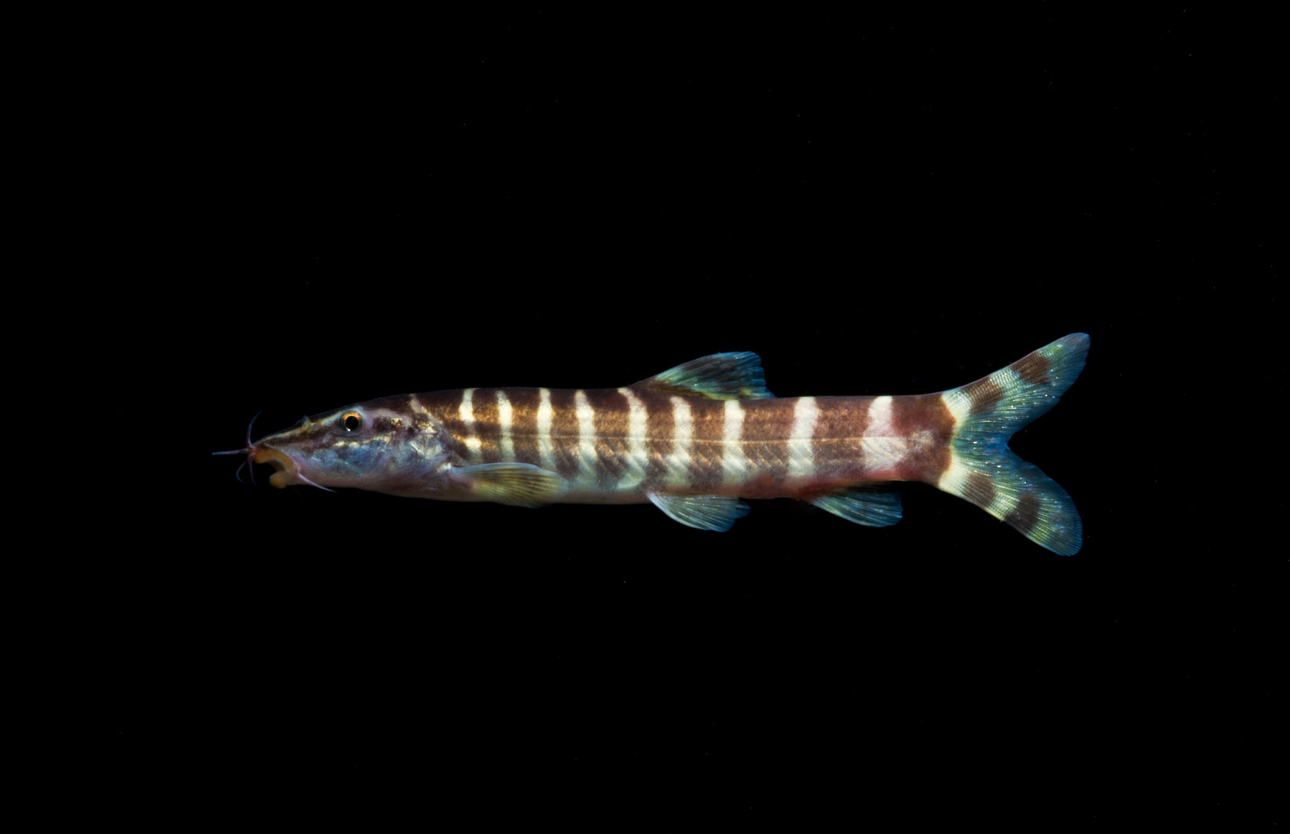 Sinibotia pulchra