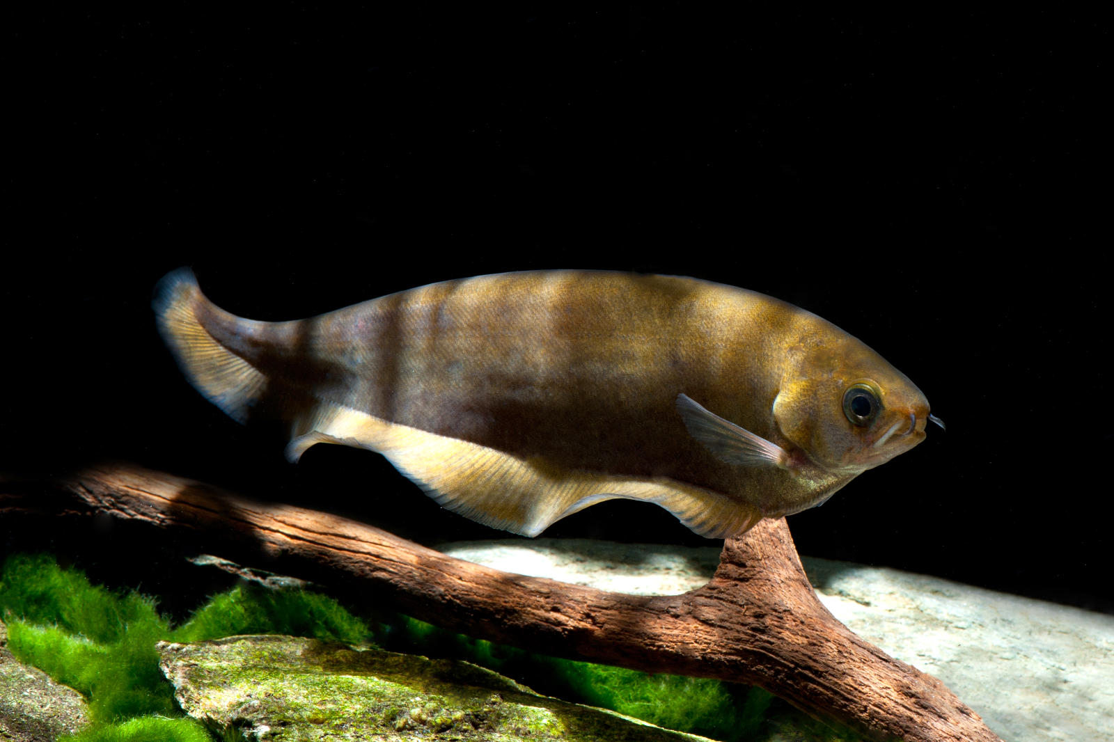 chitala