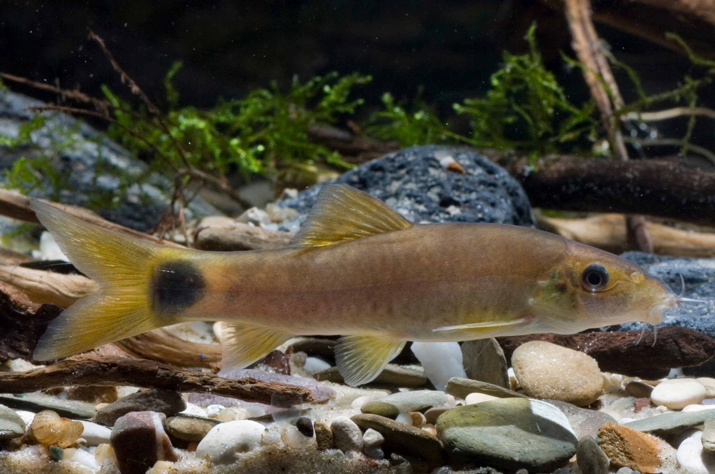 yasuhikotakia lecontei