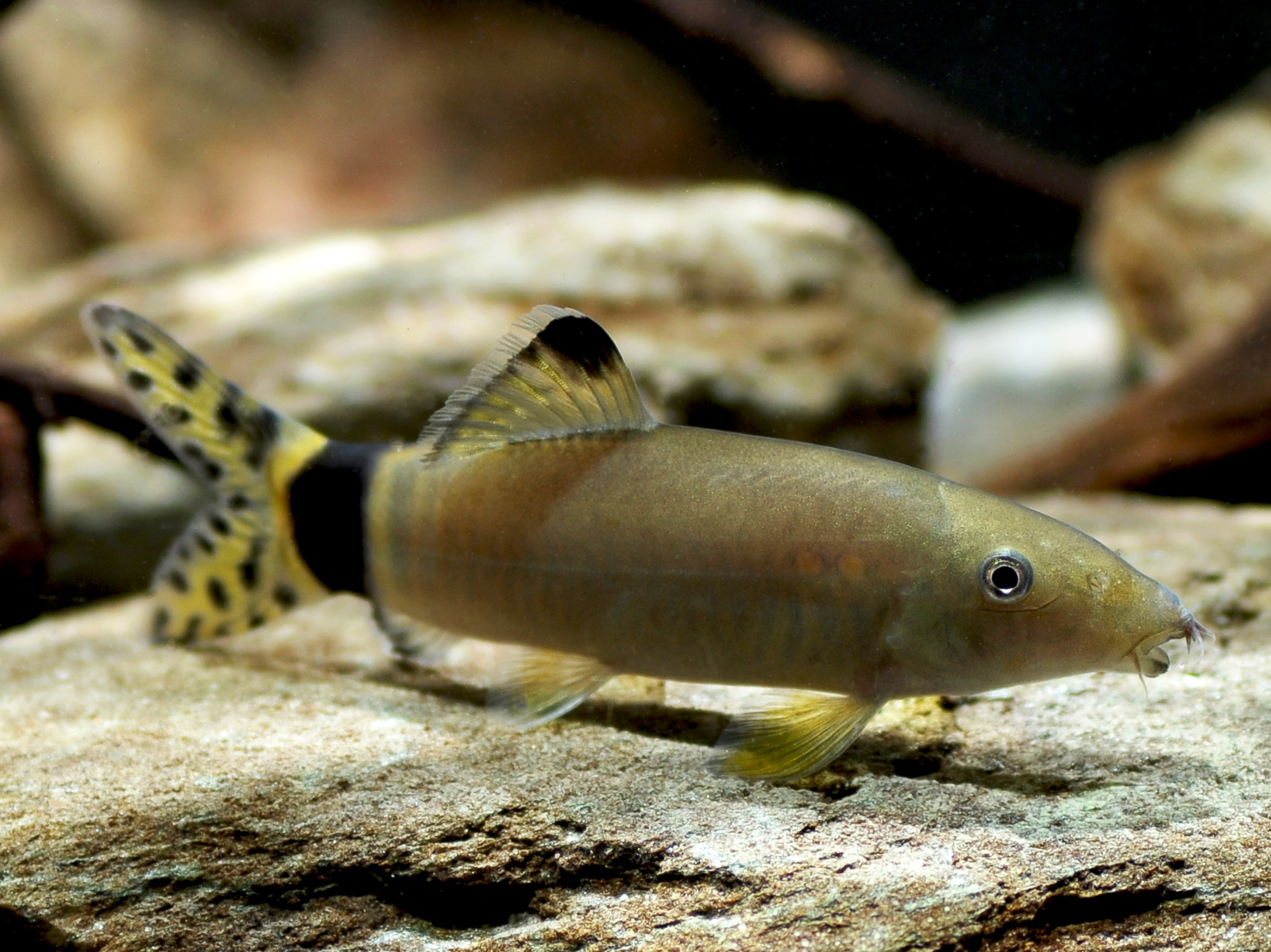 Yasuhikotakia splendida