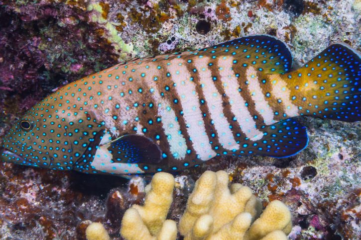 Cephalopholis argus - Mérou céleste
