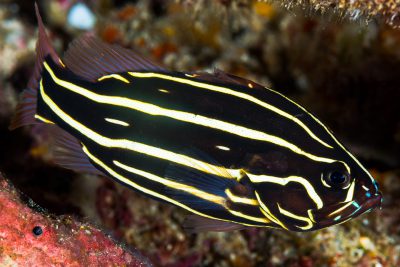 poisson savon bagnard Grammistidae