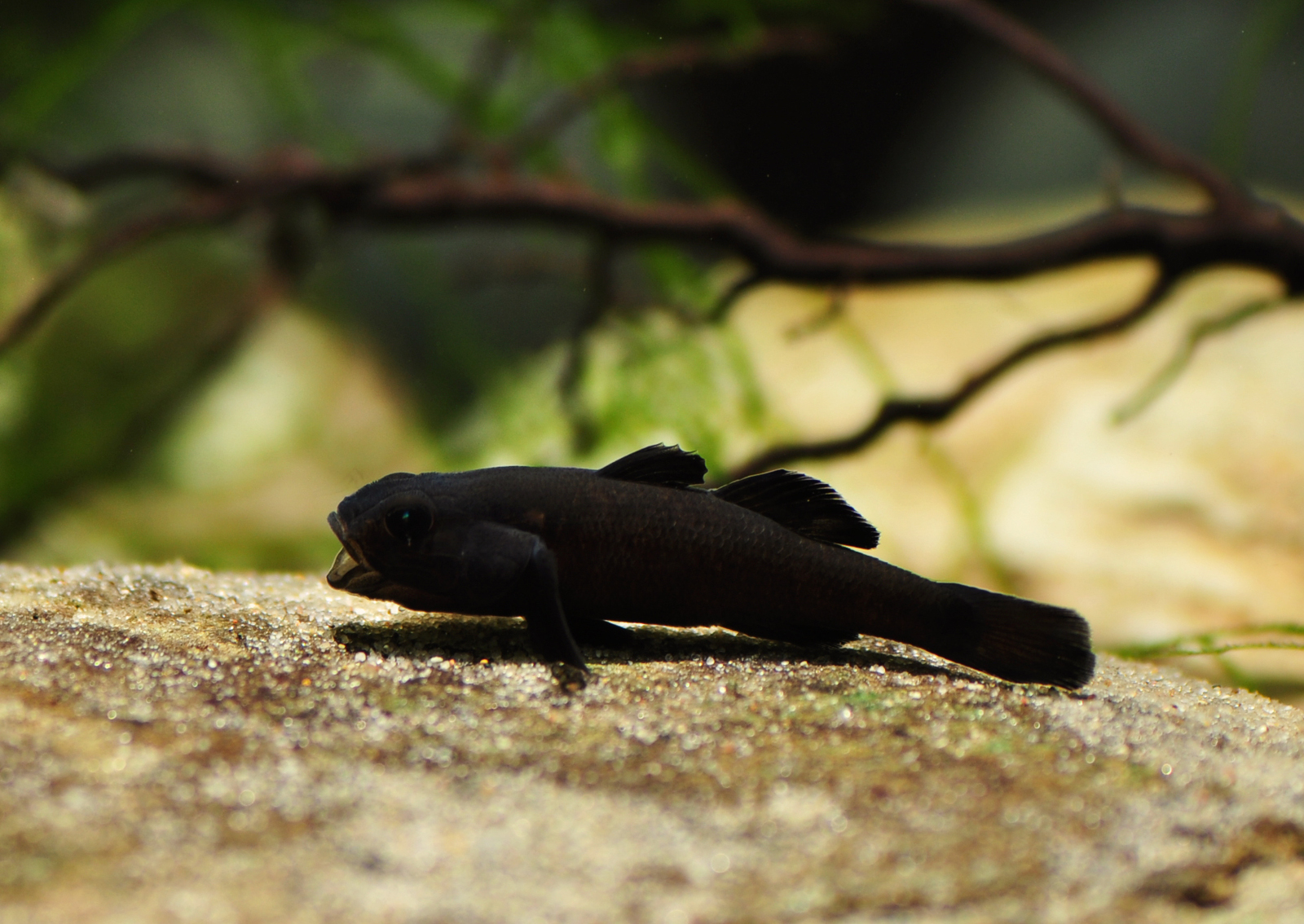 Mugilogobius sarasinorum