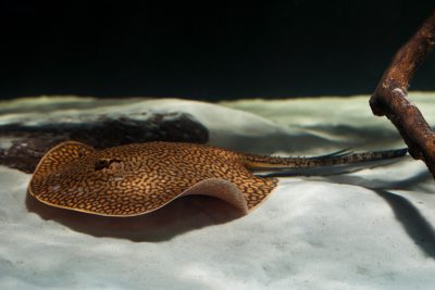 raie vermiculée Potamotrygonidae