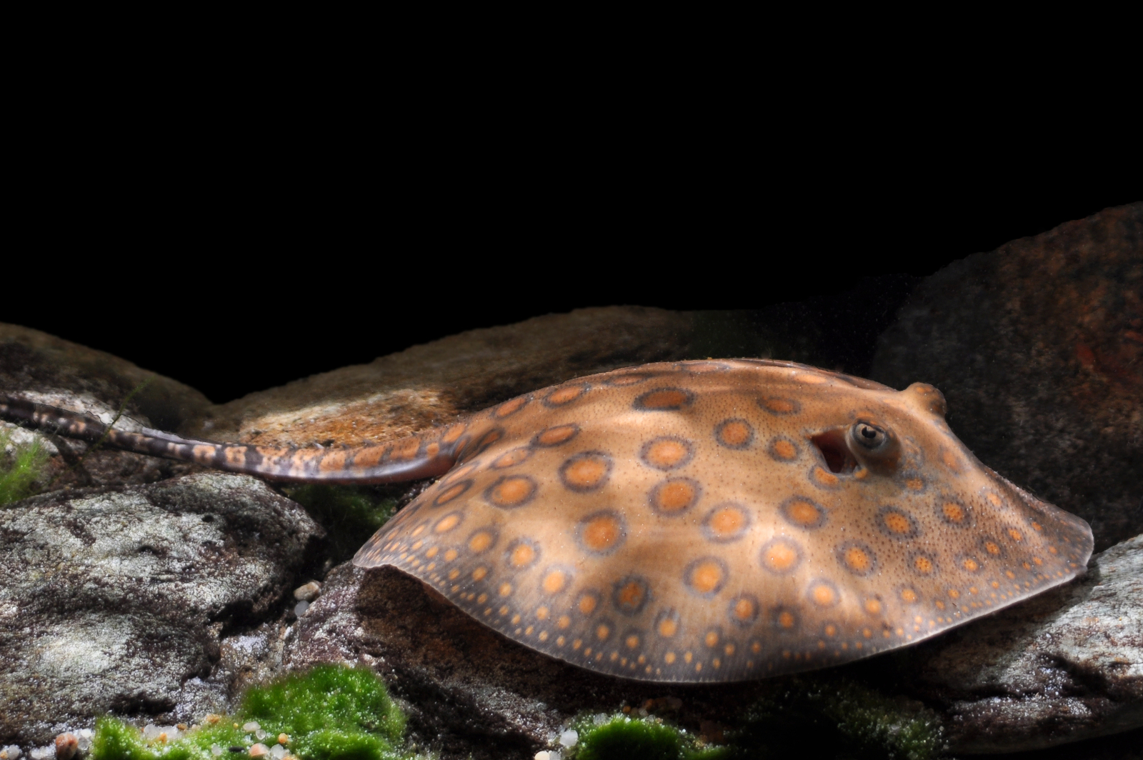 Potamotrygon motoro