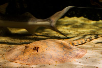 raie à rosettes Potamotrygonidae
