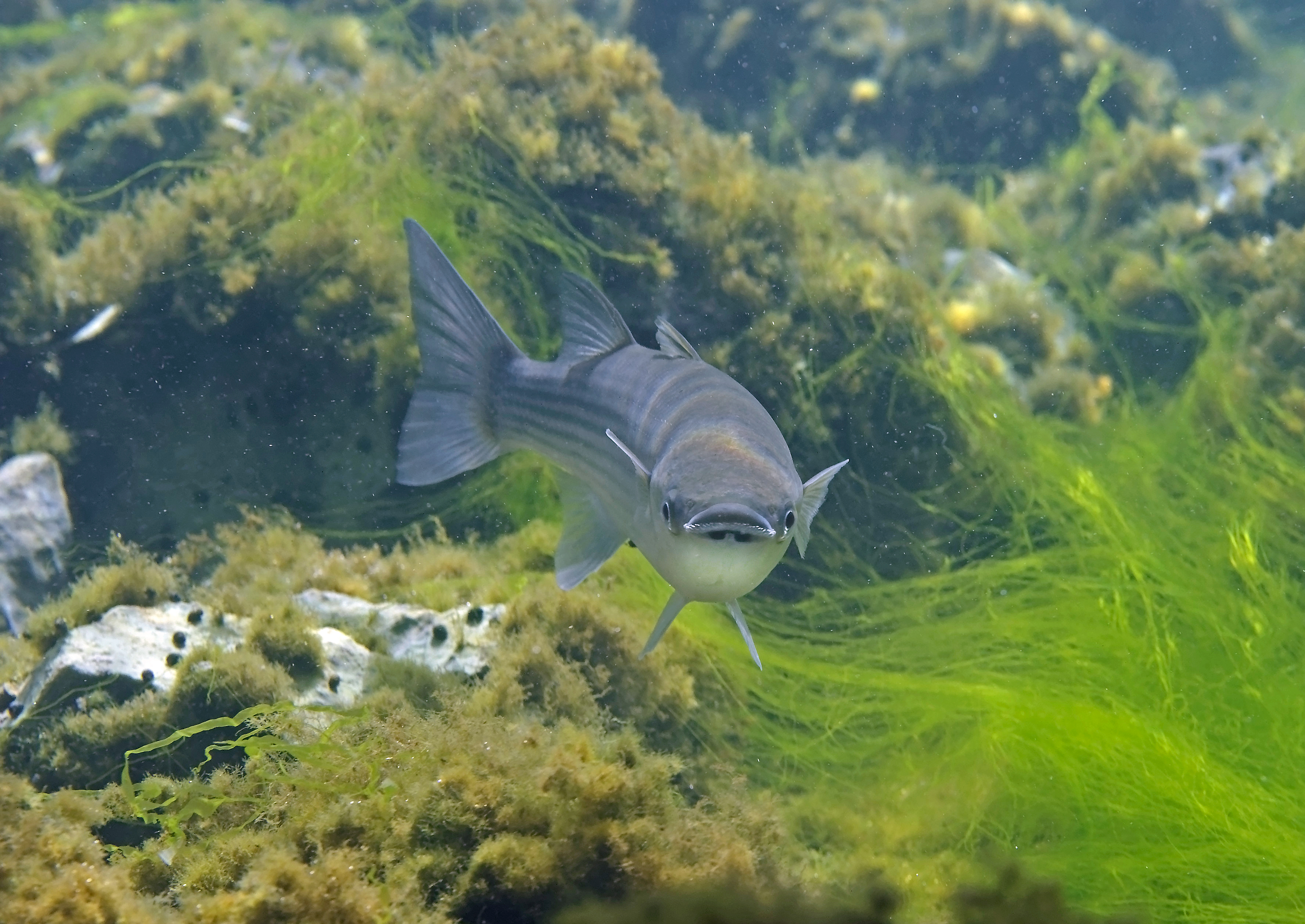 Chelon labrosus
