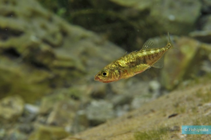 Gasterosteus aculeatus - Epinoche
