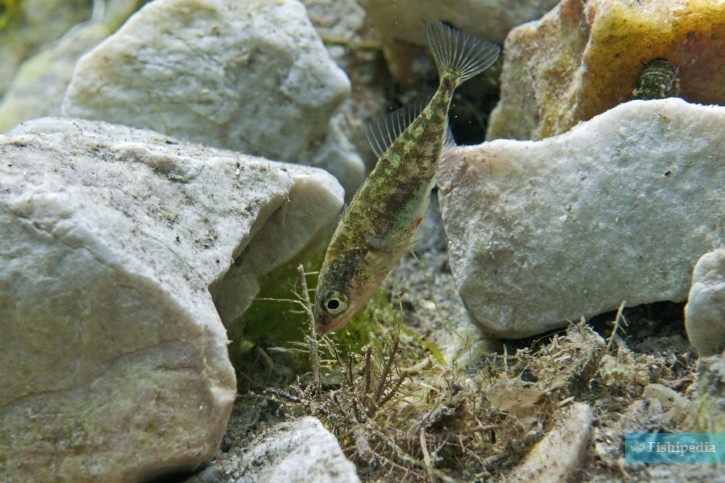 Gasterosteus aculeatus - Epinoche