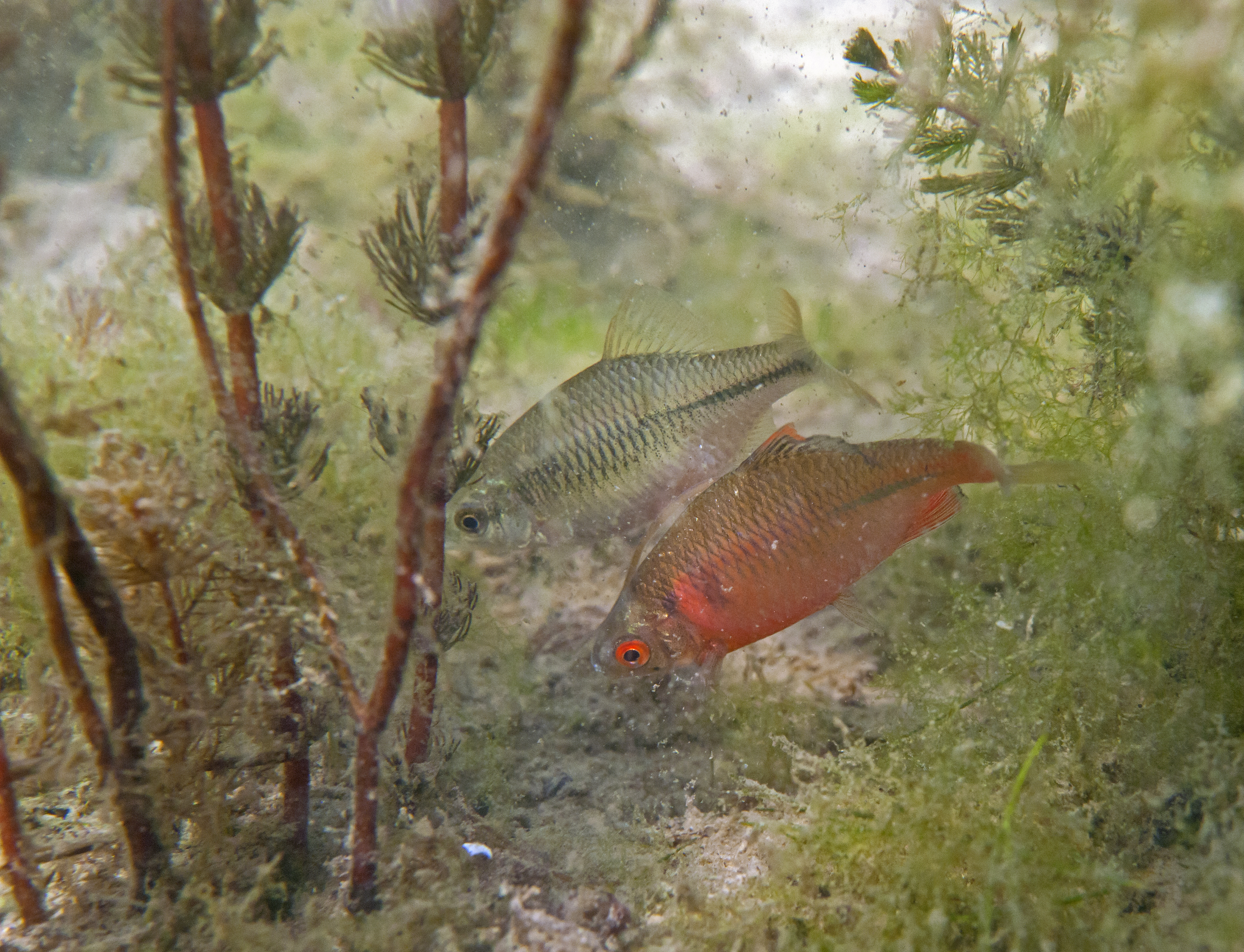 Rhodeus amarus