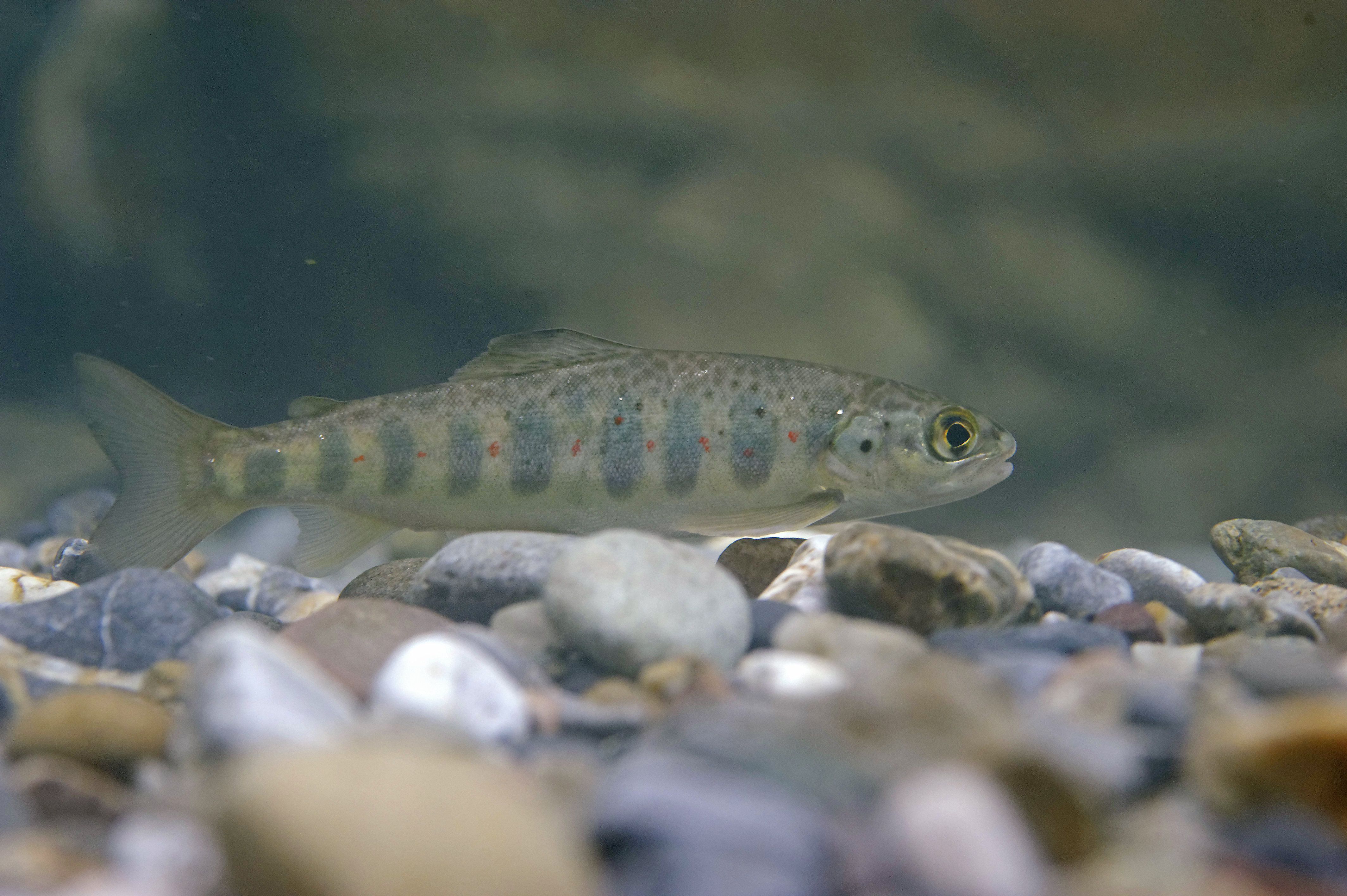 Salmo salar