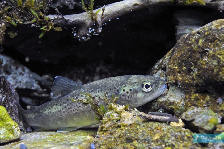 Salmo trutta - truite fario
