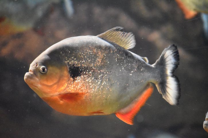 Piranha, un mangeur d&rsquo;homme, vraiment ?