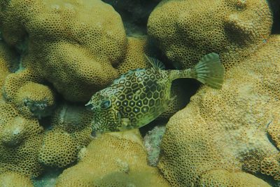Poisson-coffre à polygones Ostraciidae