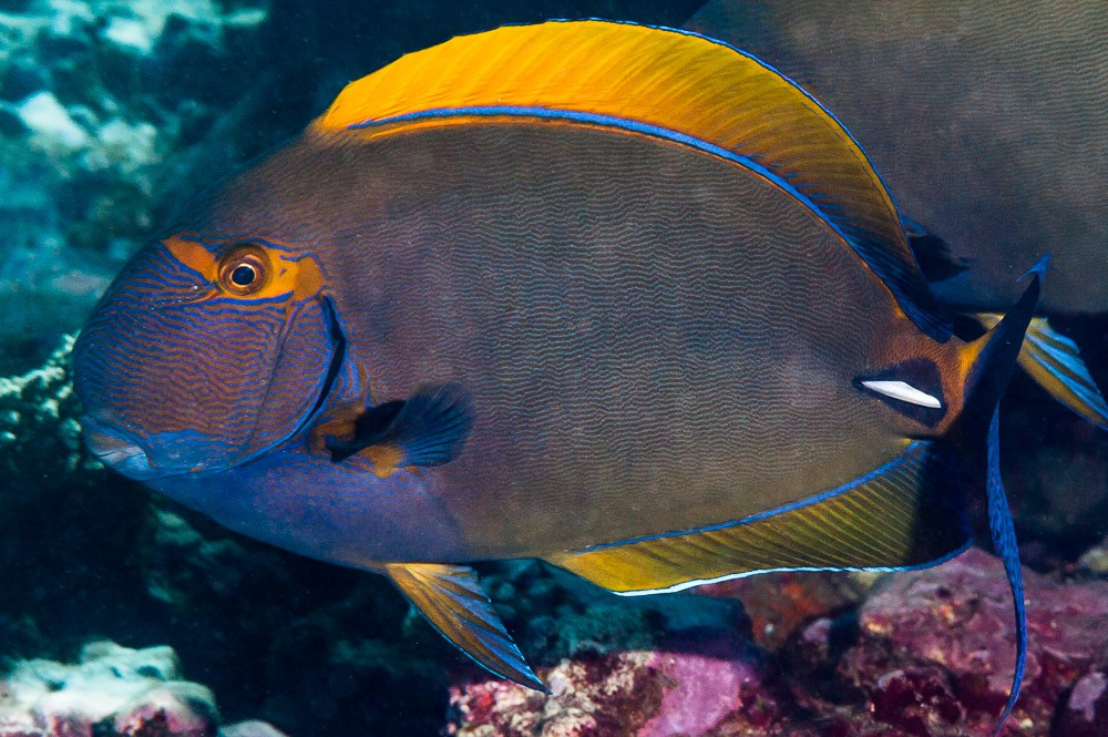 Acanthurus dussumieri