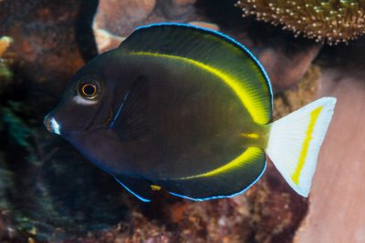 poisson-chirurgien à joues blanches Acanthuridae