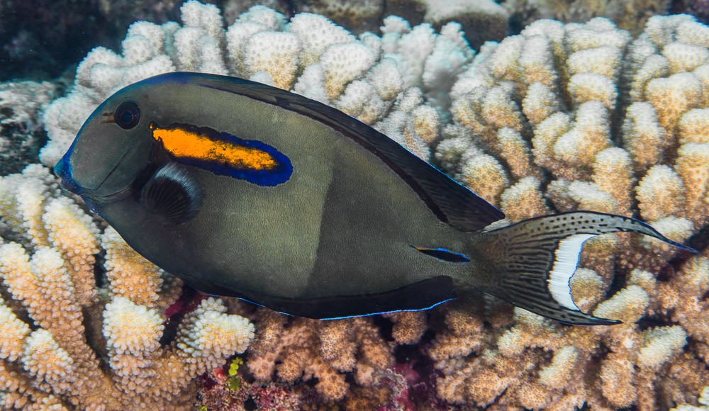 Acanthurus olivaceus