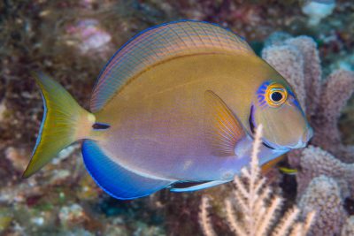 poisson-chirurgien océanique Acanthuridae