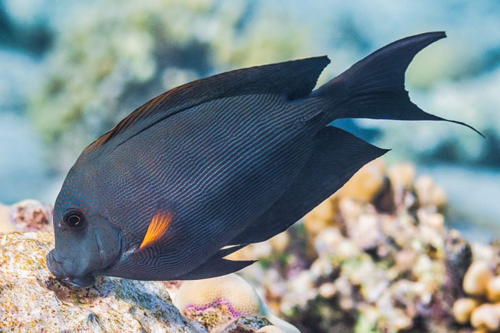 Ctenochaetus striatus - poisson-chirurgien strié
