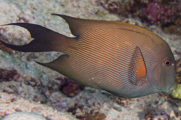 Ctenochaetus striatus - poisson-chirurgien strié