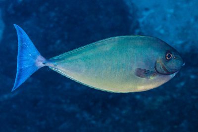 Nason gris Acanthuridae
