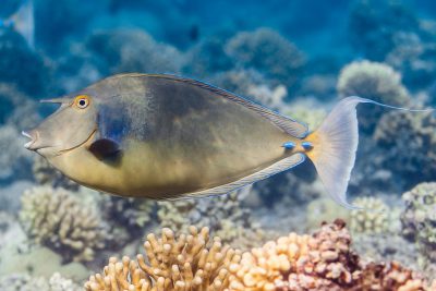 poisson-licorne Acanthuridae