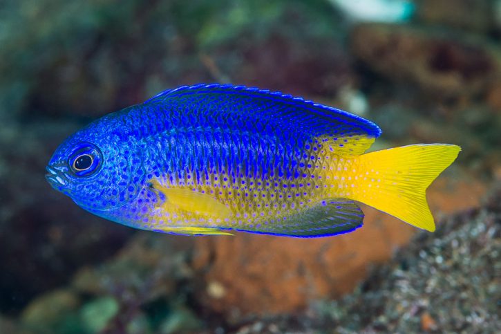 Pomacentrus coelestis - demoiselle néon