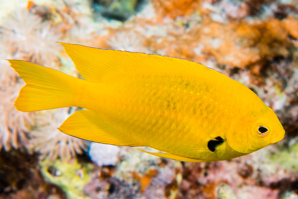 Pomacentrus sulfureus