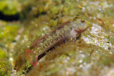 blennie fluviatile Blenniidae