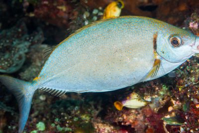 poisson-lapin argenté Siganidae