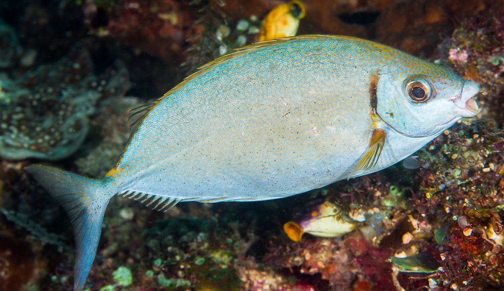 Siganus argenteus