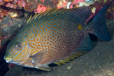 poisson-lapin tacheté Siganidae