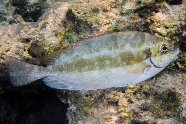 Siganus luridus - poisson lapin à queue tronquée