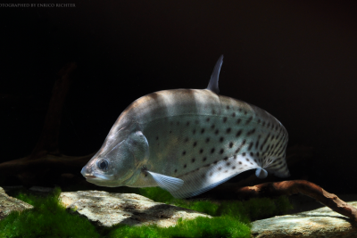 poisson-couteau clown Notopteridae