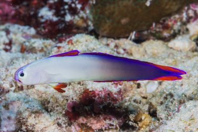 gobie-flamme décoré Ptereleotridae