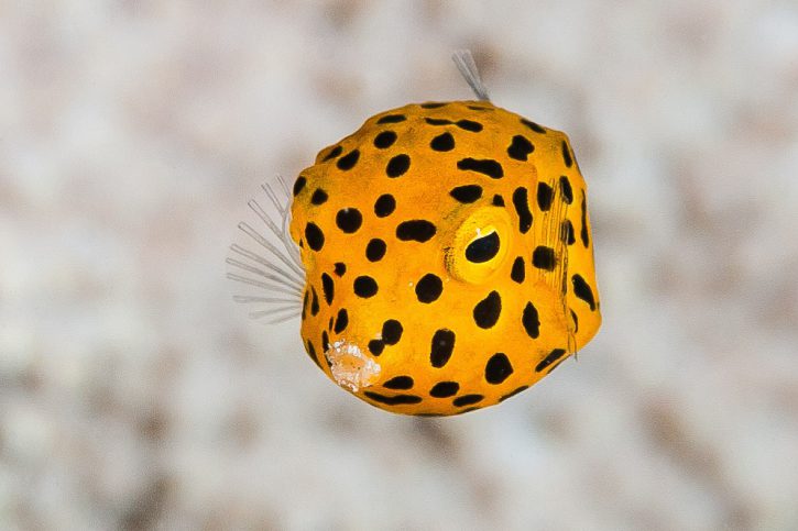 Ostracion cubicus - poisson-coffre jaune