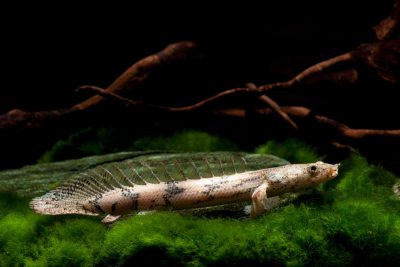 bichir sellé Polypteridae