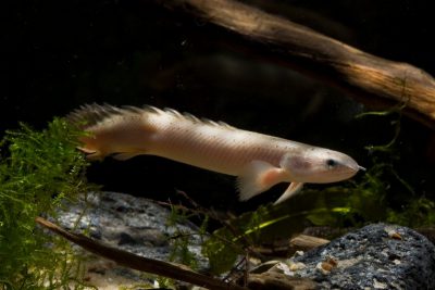 bichir gris Polypteridae