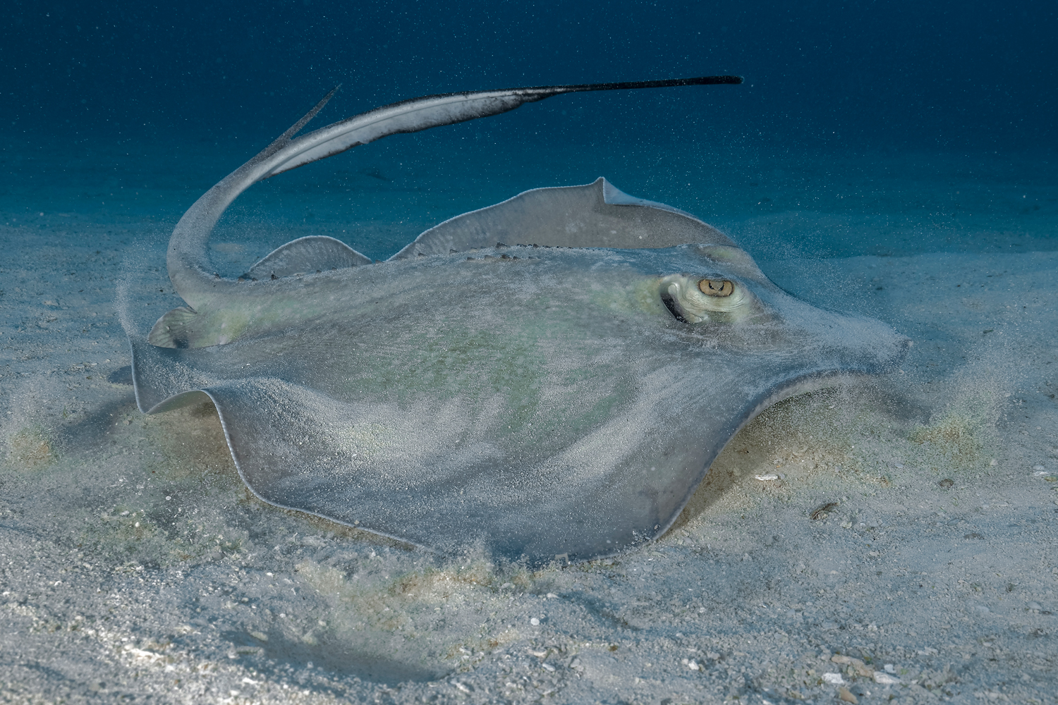 Dasyatis pastinaca