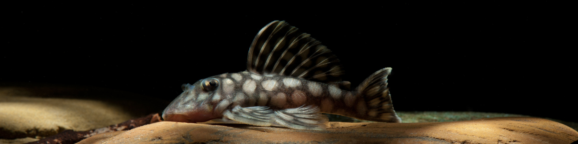 Les aquariums biotopes et les paludariums