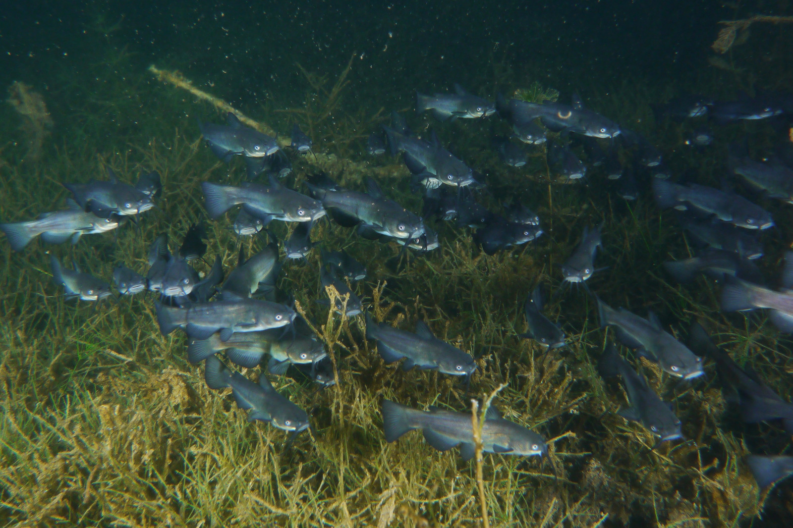 Ameiurus