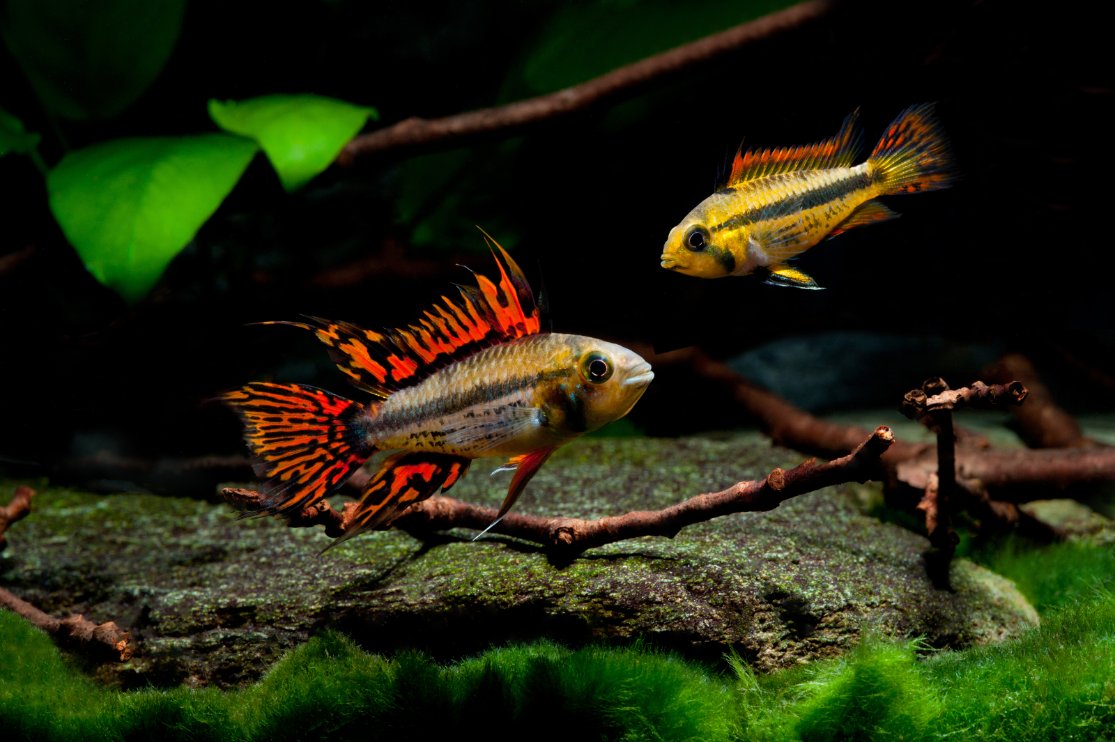 Apistogramma