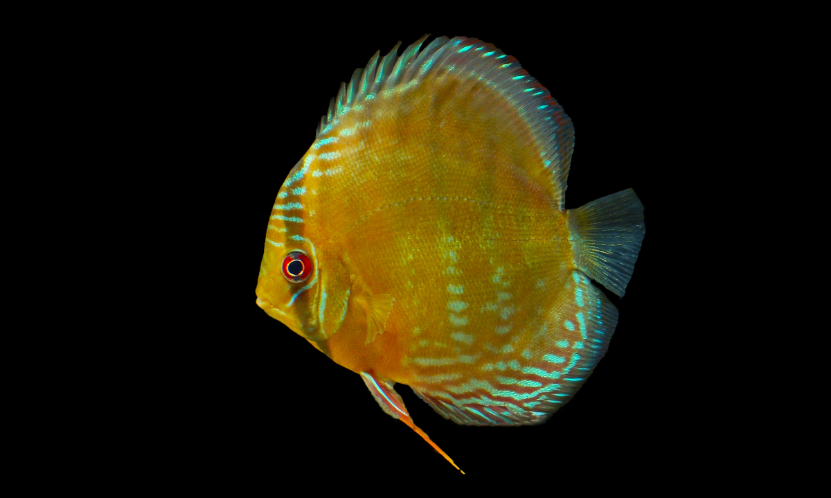 Symphysodon aequifasciatus