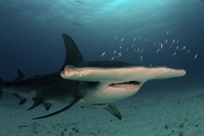 grand requin-marteau Carcharhinidae