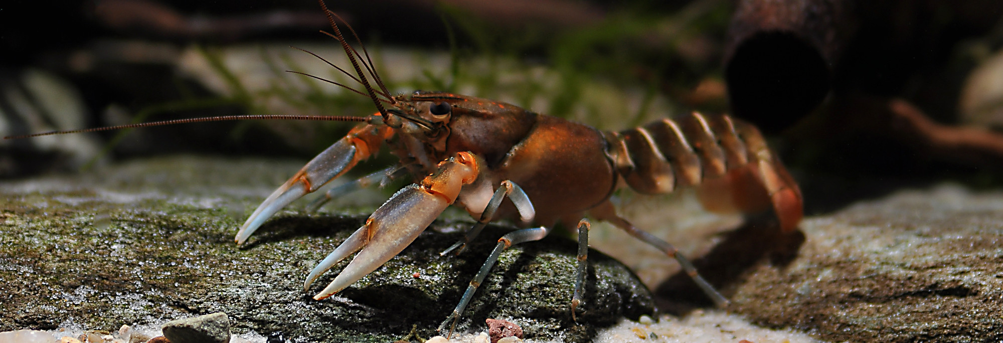 Aquarium : poissons, crevettes, nourritures, matériel - Fishipedia