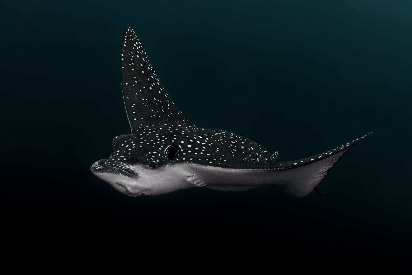 Aetobatus ocellatus