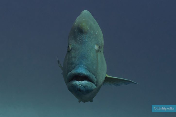 Cheilinus undulatus - poisson Napoléon
