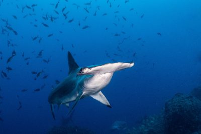 requin-marteau Halicorne Carcharhinidae