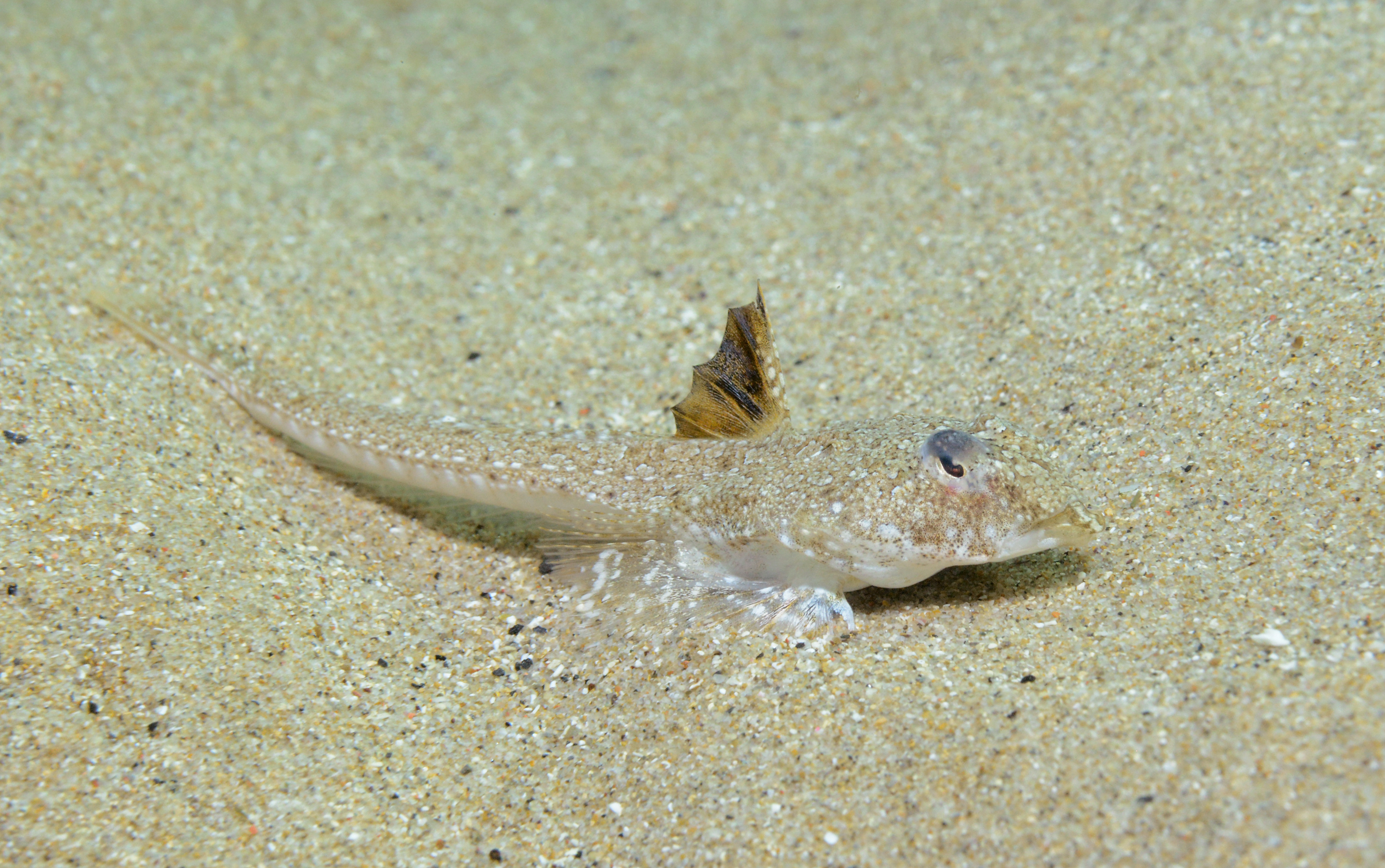 Callionymus pusillus